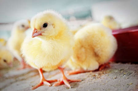 raising chickensの写真素材