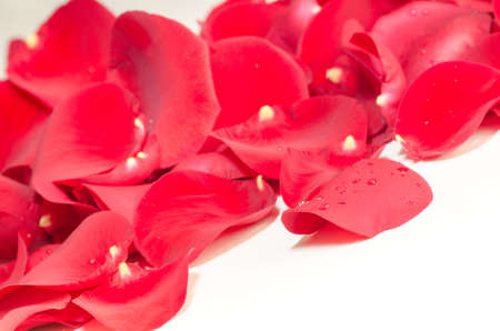 red rose petals on white の写真素材