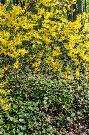 yellow blooming forsythia in spring parkの写真素材