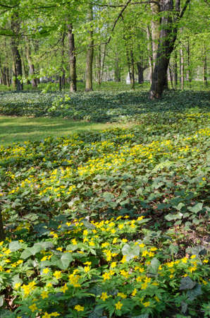 flowerbed in Lazienki Parkの写真素材