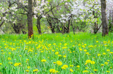 blooming trees and dandelions  in spring orchardの写真素材