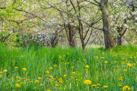blooming trees and dandelions  in spring orchardの写真素材