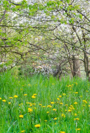 blooming trees and dandelions  in spring orchardの写真素材