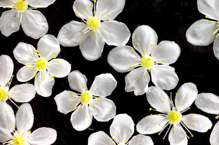 macro of white cherry blossomの写真素材