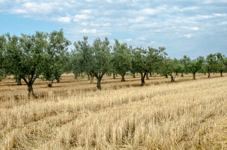 olive trees grove in Greeceの写真素材