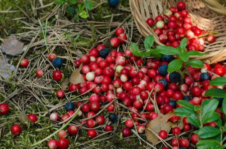 fruits of forest spilled out of basketの写真素材