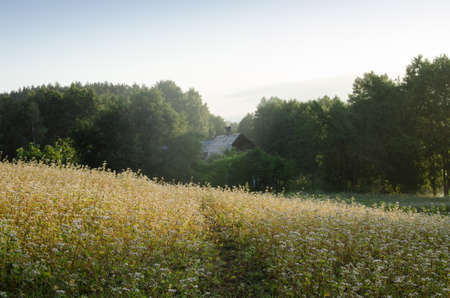 field and cottage in misty morningの写真素材