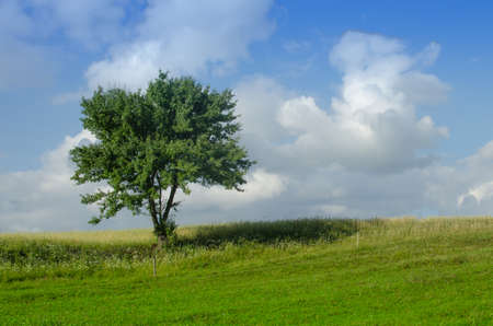 lonely field in summer fieldの写真素材
