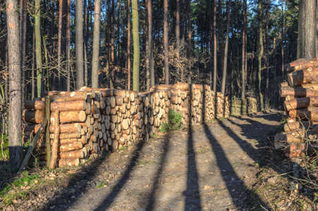 pile of lumber in pine forest