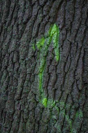 green arrow painted on tree trunkの写真素材