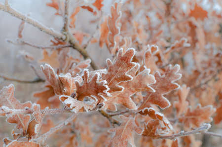 close up to oak leaves covered with hoarfrostの写真素材