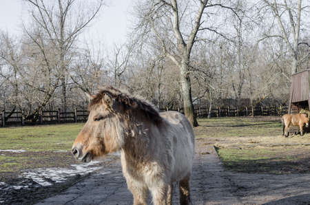 Przewalski's horse/ Dzungarian horse in zooの写真素材
