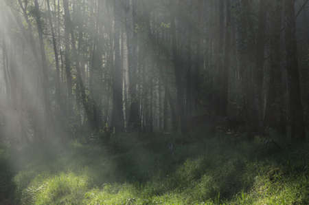 spring forest with sunbeams