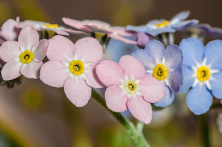 close up to forget-me-mot - small blue and pink flowersの写真素材