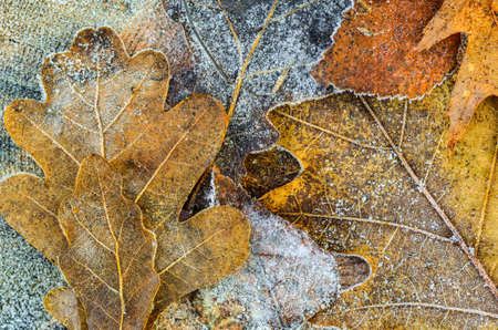 close up to oak leaves covered with hoarfrost