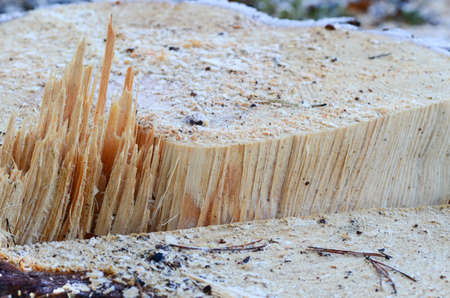 tree stump of cut treeの写真素材