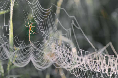 spider web  covered with morning dewの写真素材