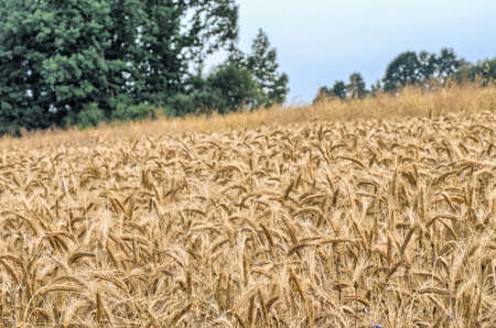 field of wheat, cereal grain against blue skyの写真素材