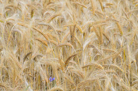 field of ripe barley cereal grain