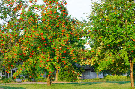 rowan with ripe fruitsの写真素材