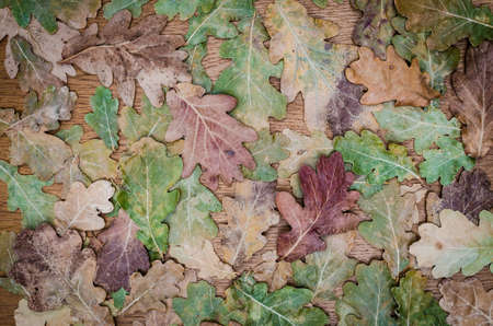 fall background on wooden boardの写真素材