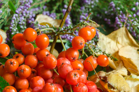fall decoration on wooden backgroundの写真素材