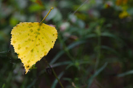 Closeup to yellow fallen  birch leafの写真素材