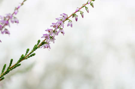 macro of blooming heather twigsの写真素材