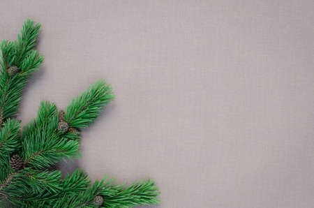 pine twigs on grey backgroundの写真素材