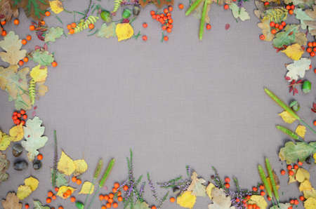 autumn forest frame on grey backgroundの写真素材