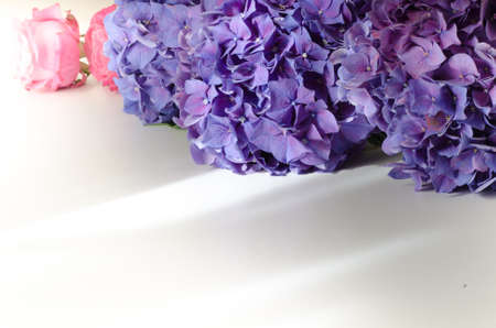 Violet hydrangea and pink rose flowers backgroundの写真素材
