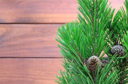 close up to pine twigs with consの写真素材