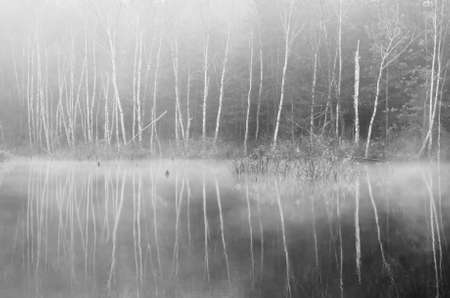 forest at foggy morning by lakeの写真素材