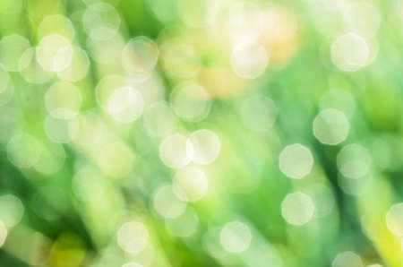 defocused green gras background in morningの写真素材