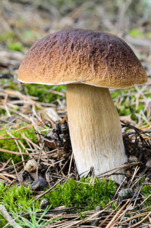 close up to porcini mushroom in autumn forest