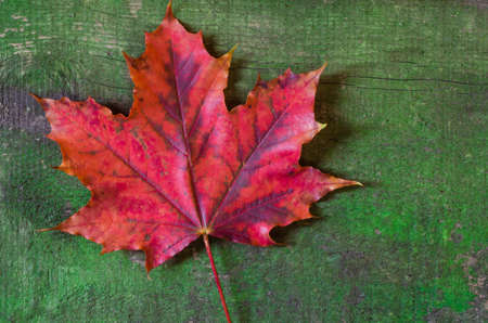 red maple leaf on wood backgroundの写真素材