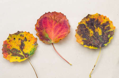autumn leaves on paper background