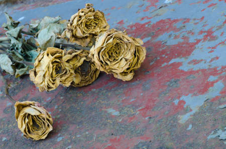 yellow dried roses on weathered metal backgroundの写真素材