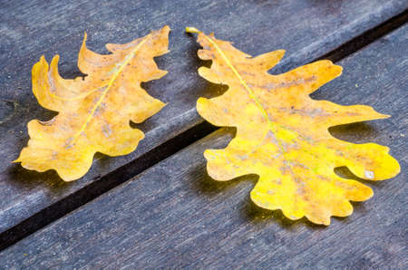fallen yellow oak leaves on wooden backgroundの写真素材
