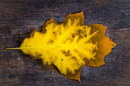 fallen yellow oak leaf on wooden backgroundの写真素材