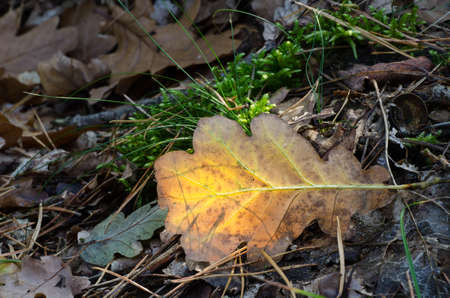 yellow autumn fallen oak leaf in forest
