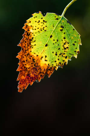 macro of colorfull  fall birch lefの写真素材