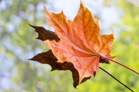 closeup to orange autumn maple leaf
