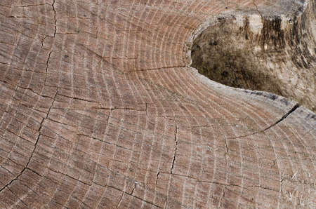 wooden texture background of cut tree