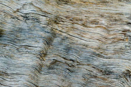 wooden texture background of old birch  tree