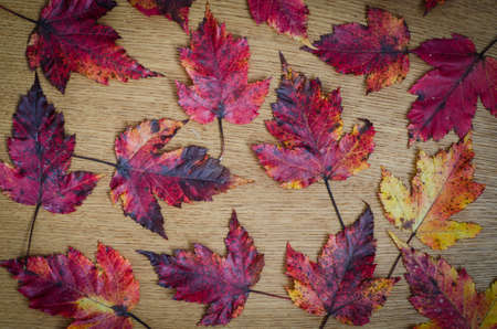 macro of autumn leaves backgroundの写真素材