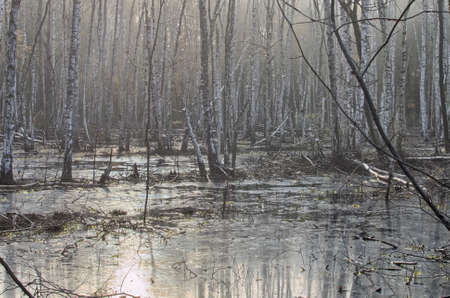 wetland trees in foggy morningの写真素材