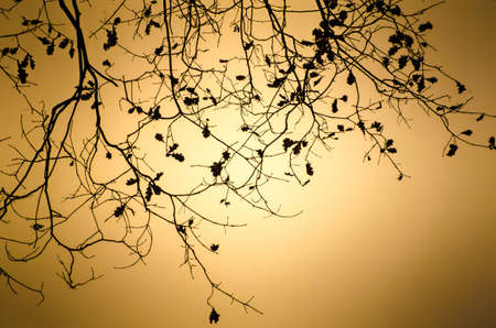 tree branches silhouettes black and whiteの写真素材