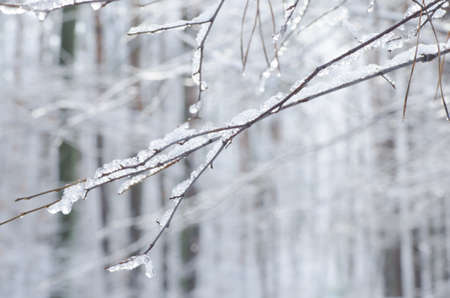 tree twig covered with snowの写真素材
