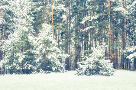 pine forest  covered with snow on winter day